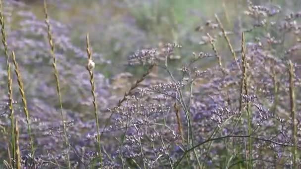 Field violet flowers stagger from the wind - Footage, Video