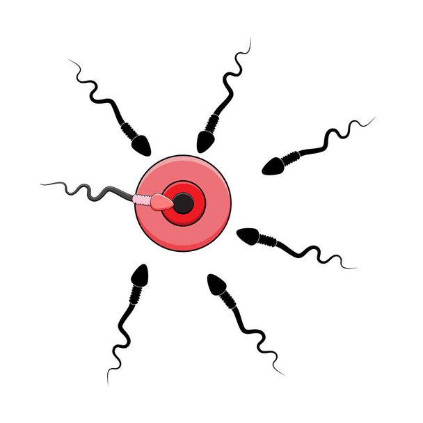 白い背景に分離された漫画精子と卵細胞ベクター - ベクター画像