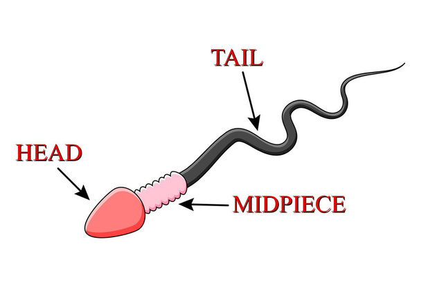 spermatozoid καθεστώς φορέα σχεδιασμού απομονώνονται σε λευκό φόντο, κινούμενα σχέδια - Διάνυσμα, εικόνα