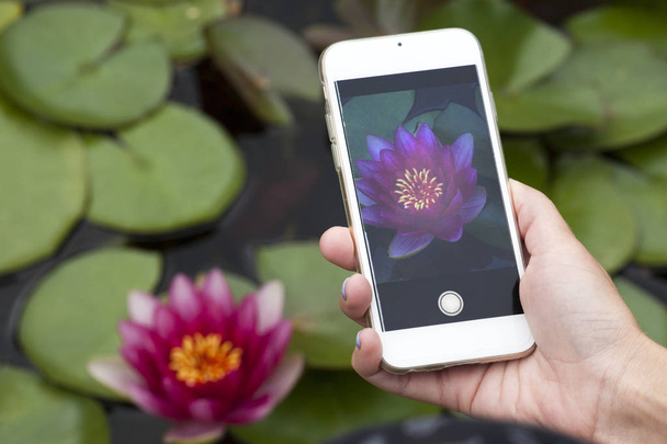 hand smartphone water lily  - Zdjęcie, obraz