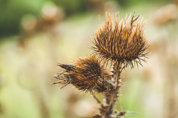 Dry thistle, common thistle, on autumn background.  thistle flowers close-up macro in nature on a natural background, soft focus.  - Φωτογραφία, εικόνα