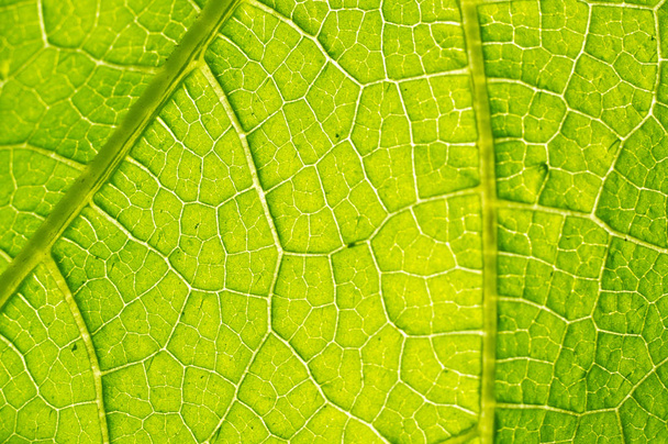 Macro texture of green leaf - Фото, изображение