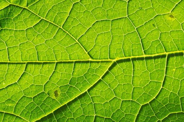 Macro texture of green leaf - Photo, image