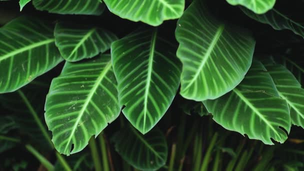 зеленые листья Природа в темном тоне - Кадры, видео