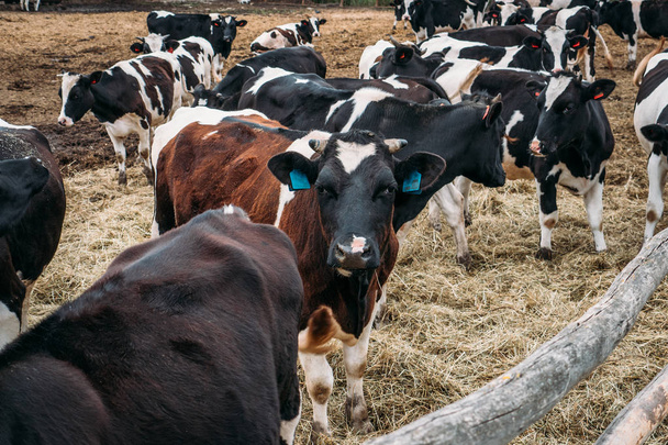 Mustavalkoiset lehmät laiduntavat karsinassa, lehmien teollinen kasvatus maitotilalla
 - Valokuva, kuva