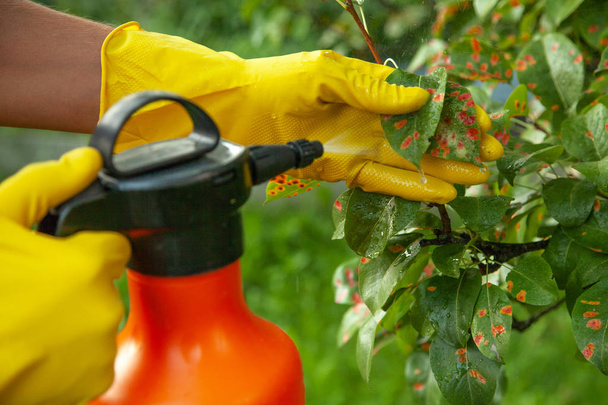 Foglie di pera in punto rosso. Giardiniere spruzza foglie di albero malati contro il fungo e parassiti
 - Foto, immagini