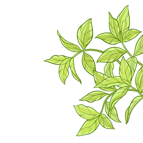 green tea leaves on white background - Vector, imagen