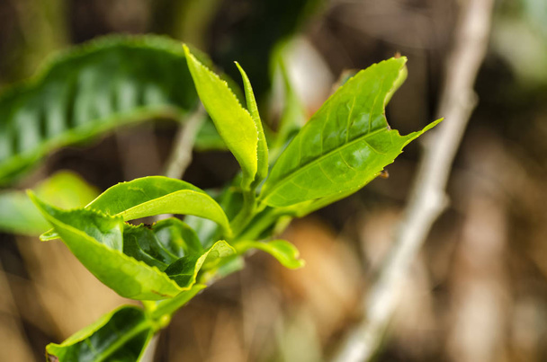 beautiful in nature, closeup image of green tea bud and leaves at Cameron Highland, Malaysia - Foto, Imagen