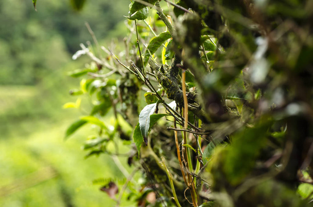 bella in natura, immagine primo piano di germoglio di tè verde e foglie a Cameron Highland, Malesia
 - Foto, immagini