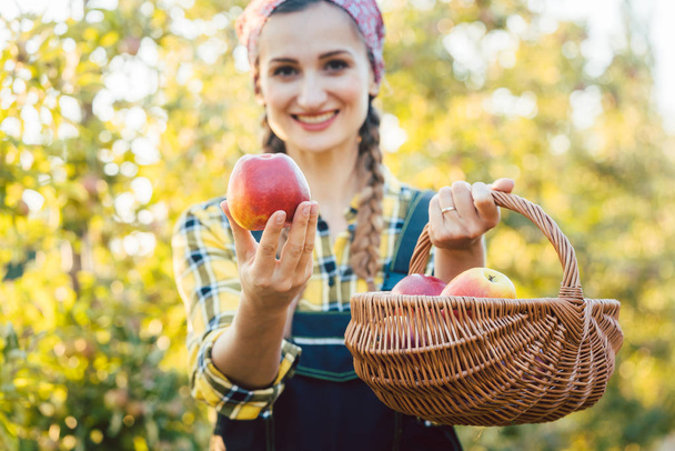 Mujer en huerto de frutas mostrando manzana en la cámara
 - Foto, imagen