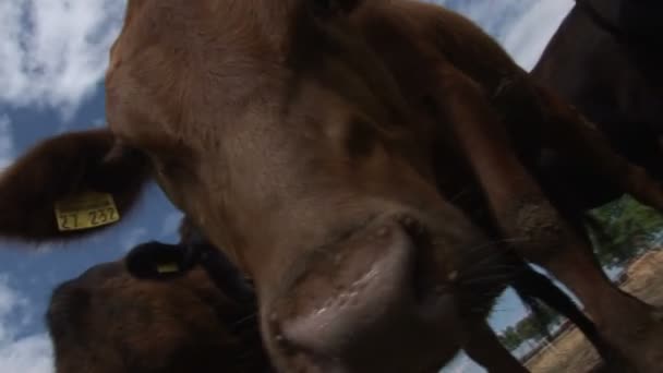 krowa wąchania kamery - Materiał filmowy, wideo