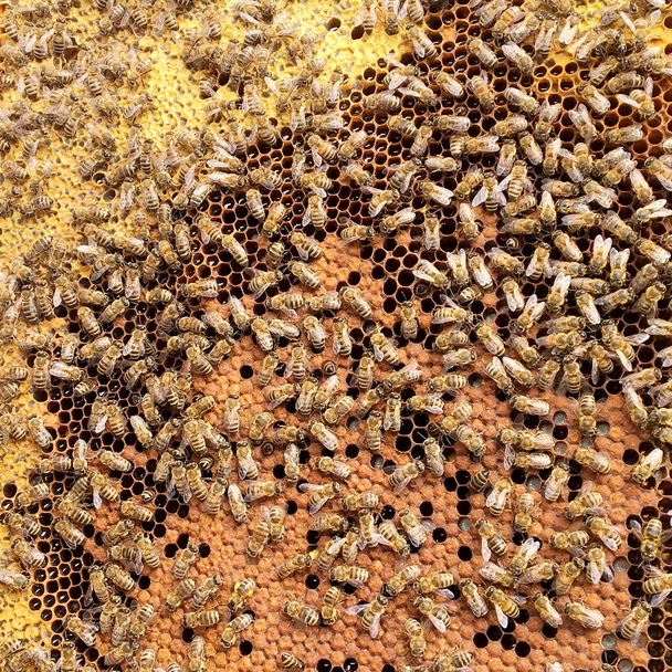 Textura de hexágono de fondo, panal de cera de una colmena de abejas llena de miel dorada. Fotografía macro panal compuesta de cera de abeja, miel dulce amarilla de la colmena. Néctar de miel de abejas panales
. - Foto, Imagen