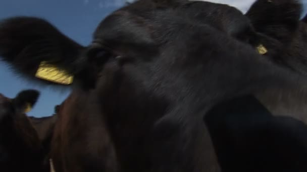 vaca cheirando uma câmera
 - Filmagem, Vídeo