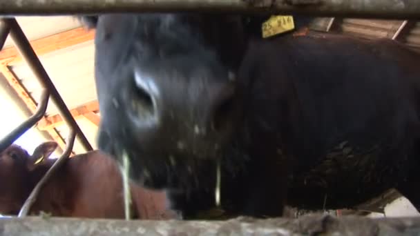 krowa wąchania kamery - Materiał filmowy, wideo