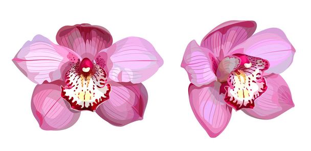 2 roze vector orchideeën - Vector, afbeelding