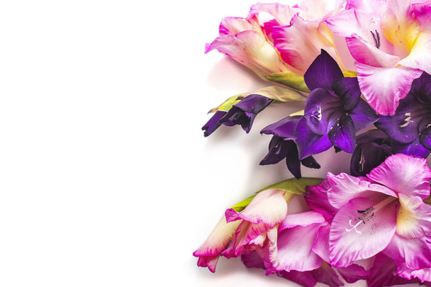 White background with pink and purple gladiolus flowers  - Photo, Image