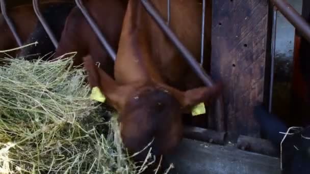 vacche al pascolo fieno nel fienile
 - Filmati, video