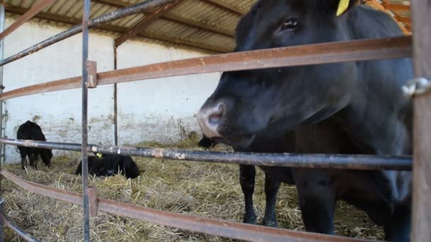 krowy pasące się siano w stodole - Materiał filmowy, wideo