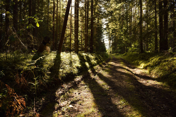 Couper le soleil à travers les arbres en forêt
 - Photo, image