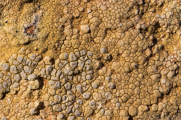 The surface texture on the sea stone. Dried cracked growths on the stones. - Photo, Image