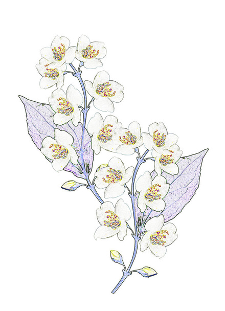 gałąź kwiatów jaśminu na białym tle. wiosenne kwiaty - Zdjęcie, obraz