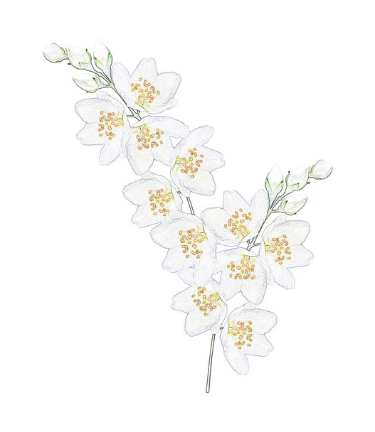 branch of jasmine flowers isolated on white background.  - Foto, afbeelding