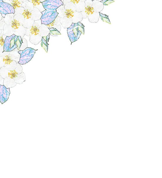 pobočka jasmínových květů izolovaných na bílém pozadí.  - Fotografie, Obrázek