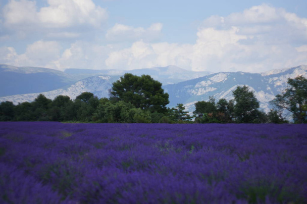 Lavender field in France - Фото, зображення