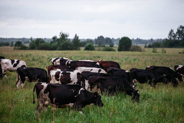cows graze on pasture, bulls - 写真・画像