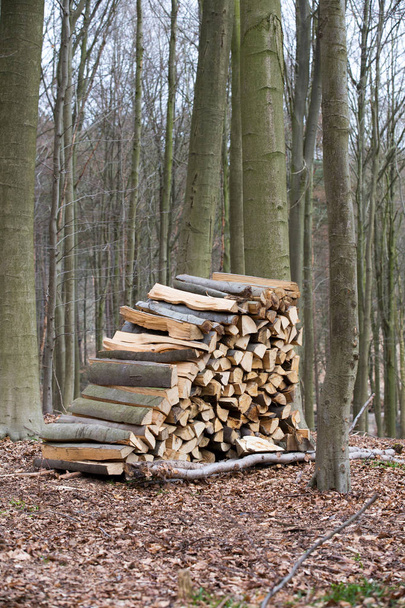 Куча древесины в лесу
 - Фото, изображение
