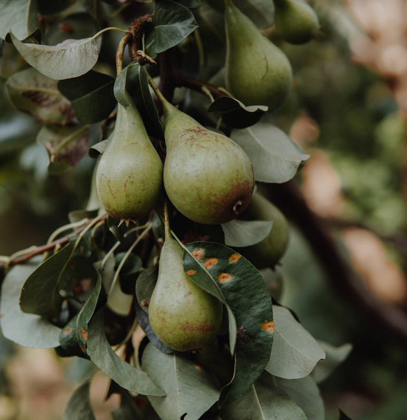 green fruits of pear hanging on a tree - Φωτογραφία, εικόνα