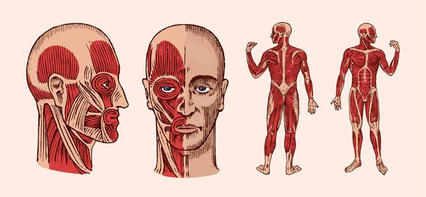 人間の解剖学.頭の筋と骨のシステム。科学、医学、生物学の医療のベクトル イラスト。男性顔刻まれた手描きの古い白黒ヴィンテージ スケッチです。フロントと縦断ビュー. - ベクター画像