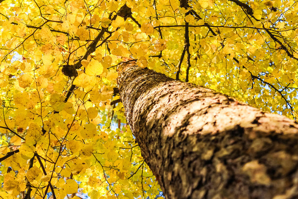 Autumn deciduous tree - Фото, зображення