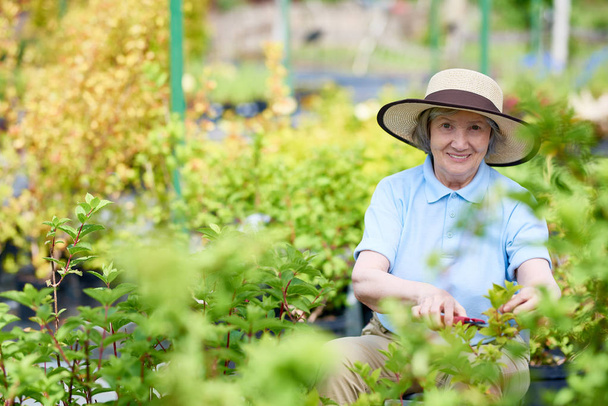 Portret van mooie oude vrouw die lacht naar camera terwijl u werkt in de tuin snijden bush takken - Foto, afbeelding