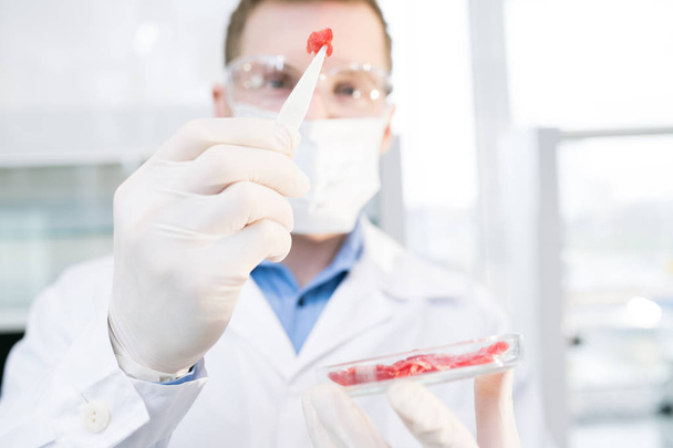 Upraw zbliżenie mężczyzna mikrobiolog w Fartuch laboratoryjny i maski ochronne i okulary podnieceniu patrząc na kleszcze z próbki mięsa zaczerpnięte z Petriego w ręku. - Zdjęcie, obraz