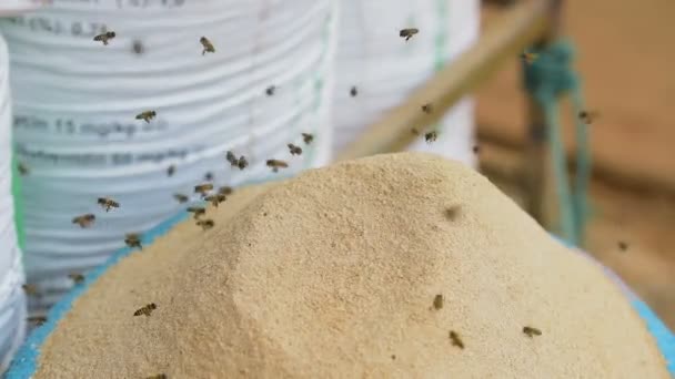 Cambodian bee flying above the bag of grain flour and steal them probably to build their hive or feed colony.  - Footage, Video