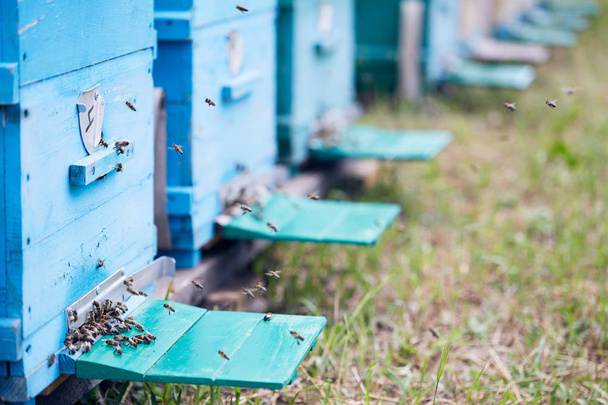 Close up of wooden beehive boxes with swarm of bees flying around landing boards, copy space - Photo, Image