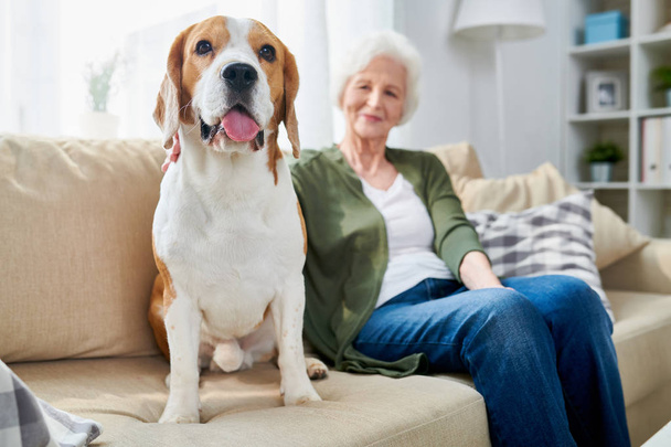 Fat old Beagle dog sticking out tongue and sitting near owner on sofa, pleased senior woman stroking pet at home - Zdjęcie, obraz
