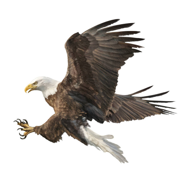 Bald eagle attack swoop hand draw and paint color on white background illustration. - Vector, Image