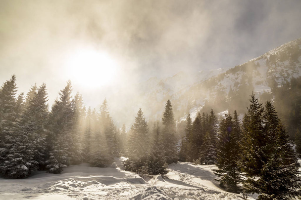 Paysage hivernal en montagne, avec neige fraîche et forêt de sapins, par une journée ensoleillée
 - Photo, image