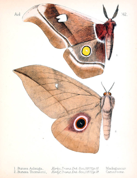 Illustrazione di insetti. Vecchia immagine
 - Foto, immagini