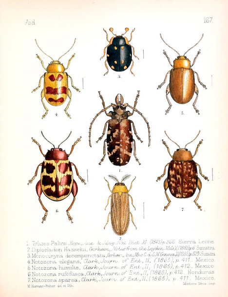 Illustration von Insekten. altes Bild - Foto, Bild