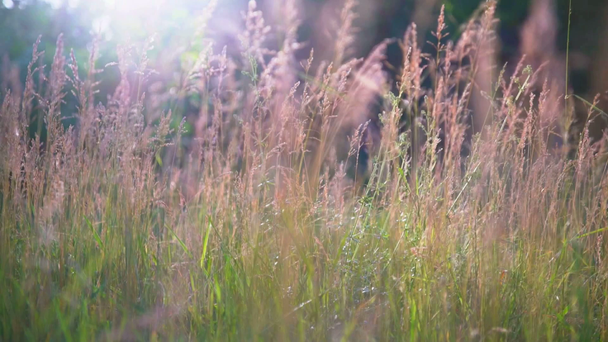 Felle zon flare op bloeiende grassen - Video