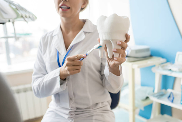 Κανονική ενότητα πορτρέτο της γυναικείας οδοντίατρος κρατώντας το μοντέλο των δοντιών και δείχνει πώς να βουρτσίζετε τα δόντια αγνώριστος ασθενή, επικεντρωθεί σε μοντέλο των δοντιών - Φωτογραφία, εικόνα