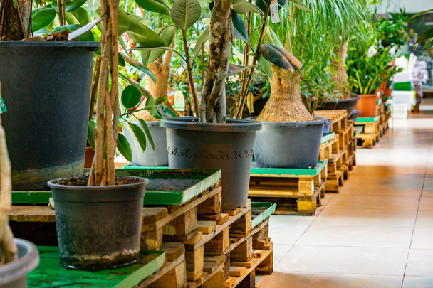 Внутри большого зеленого дома с тропическими экзотическими растениями
 - Фото, изображение