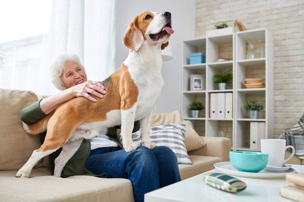 Hafta sonu evde tadını çıkarırken onun kucağına muhteşem beagle köpek ayakta okşayarak mutlu kadın kıdemli portresi modern daire içinde rahat kanepede oturan - Fotoğraf, Görsel