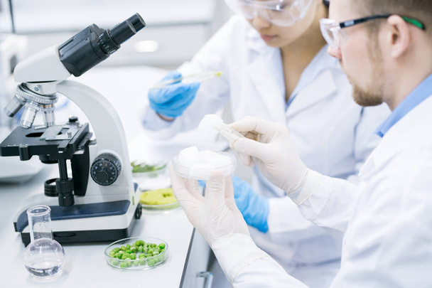 Вид збоку обтинання вчених в окулярах, сидячи в лабораторії бюро з колби і мікроскопом і аналізу зразків зелені овочі в Петрі страви - Фото, зображення