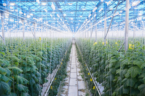 Wide angle view of cucumber plantation in greenhouse of modern industrial farm, copy space - Photo, Image