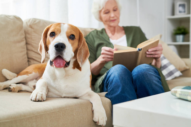 Happy cute fat Beagle dog with sticking out tongue looking at camera and lying near reading senior owner on comfortable sofa at home - Фото, зображення