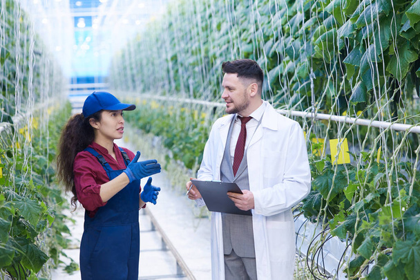 Portrait of handsome agriculture scientist talking to young woman working in greenhouse of modern vegetable farm, copy space - Photo, Image